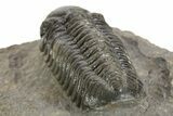 Prone Austerops Trilobite - Ofaten, Morocco #323590-4
